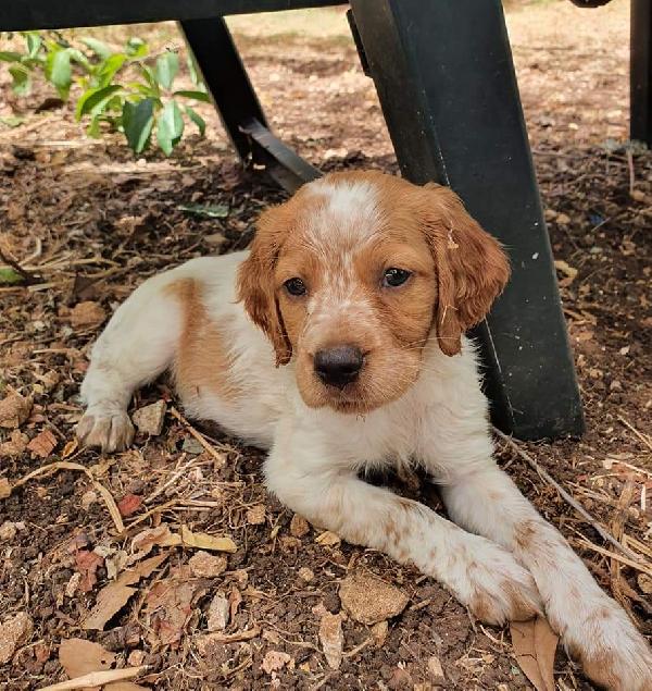  Teo: 2 Mesi, Breton. Lo Cedono 