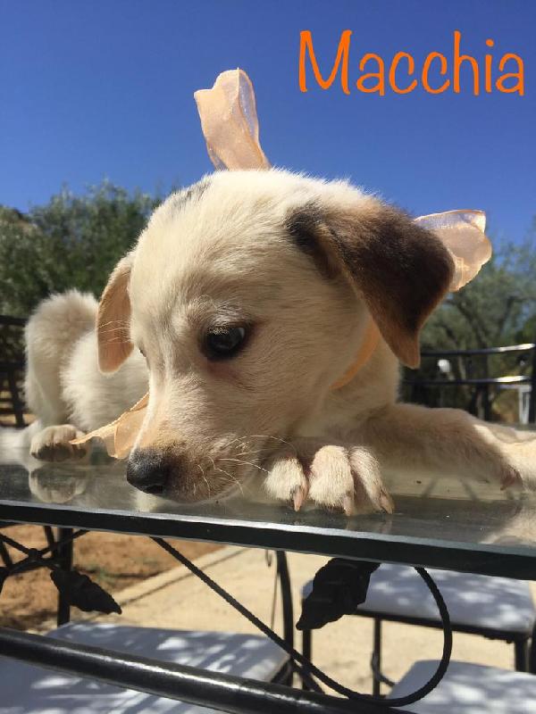 Rischiano Di Finire In Canile!!!