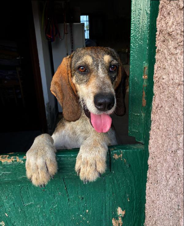 Ugo Fantastico Baciottoloso