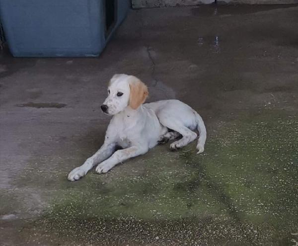  Prince: 4 Mesi, Incrocio Setter 