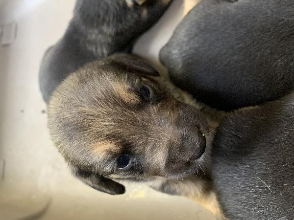 CUCCIOLI TAGLIA MEDIO-PICCOLA IN ADOZIONE Foto 2