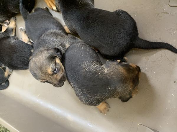 CUCCIOLI TAGLIA MEDIO-PICCOLA IN ADOZIONE Foto 3