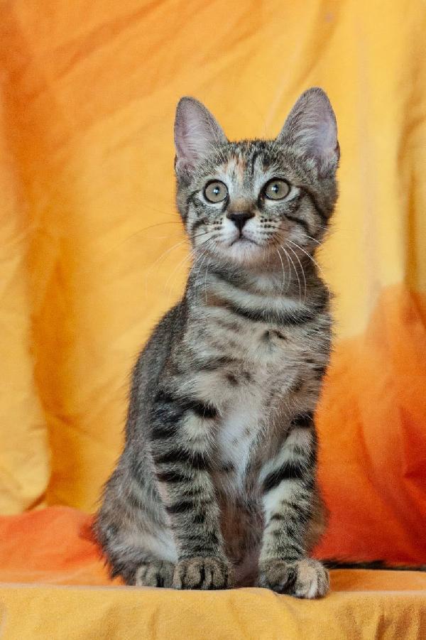 La Piccola Lilith Cerca Casa