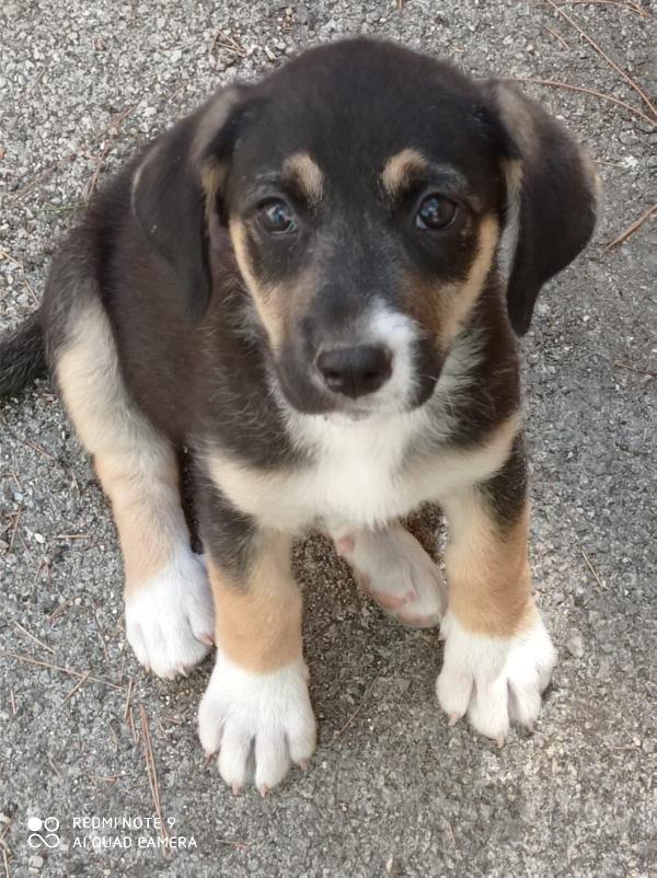  Grimilde: 4 Mesi Taglia Media 