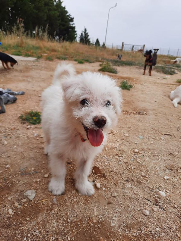 Aisha: Cucciola Taglia Medio Grande 