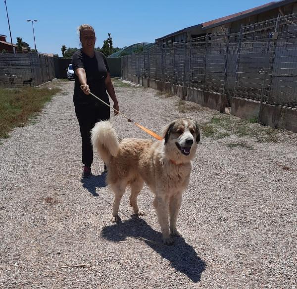  Gigante: 1 Anno, Educato Ed Equilibrato 