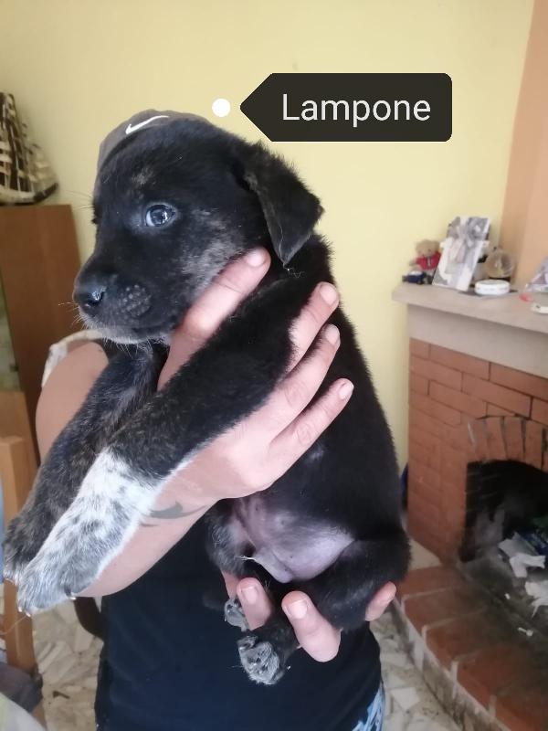 Lampone: 2 Mesi Taglia Media 