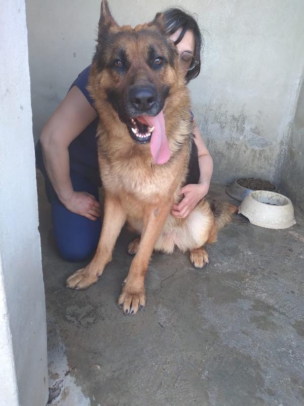 Ludwig - Pastore Tedesco Di 3 Anni E Mezzo