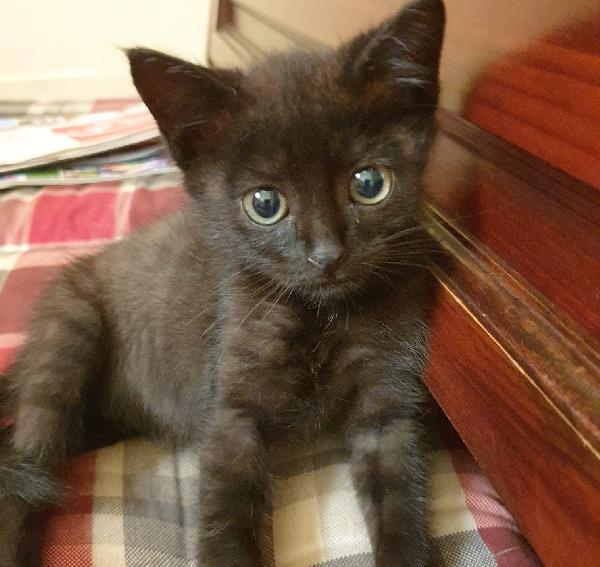  Lilla: 2 Mesi, Cerca Adozione O Stallo 