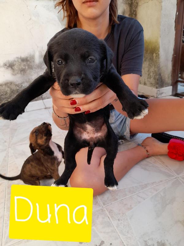  Duna: 2 Mesi Incrocio Pitbull 