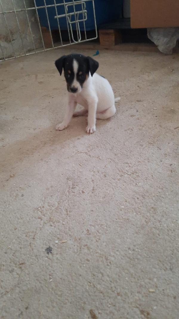  Lion: 2 Mesi Taglia Piccola 