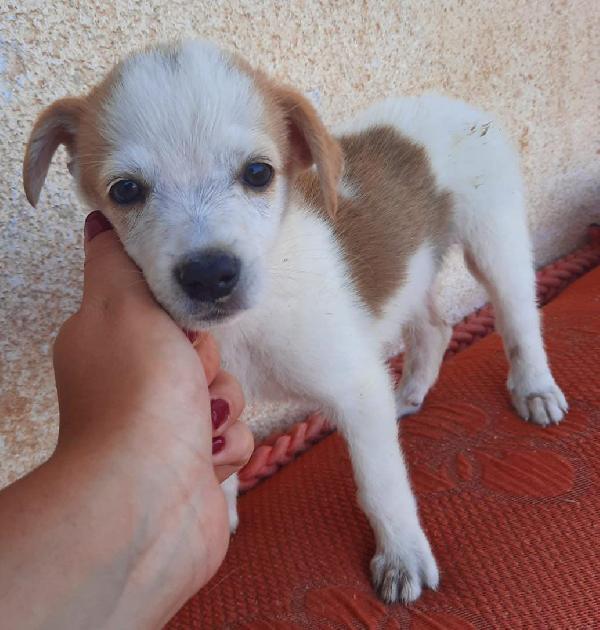 Pia: Cucciola Taglia Contenuta 