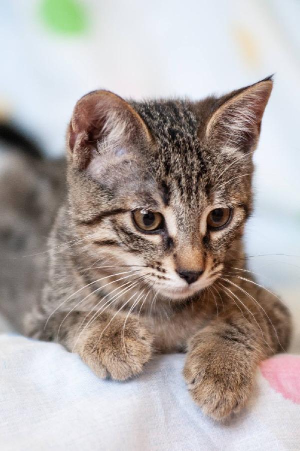 La Piccola Isotta Cerca Casa