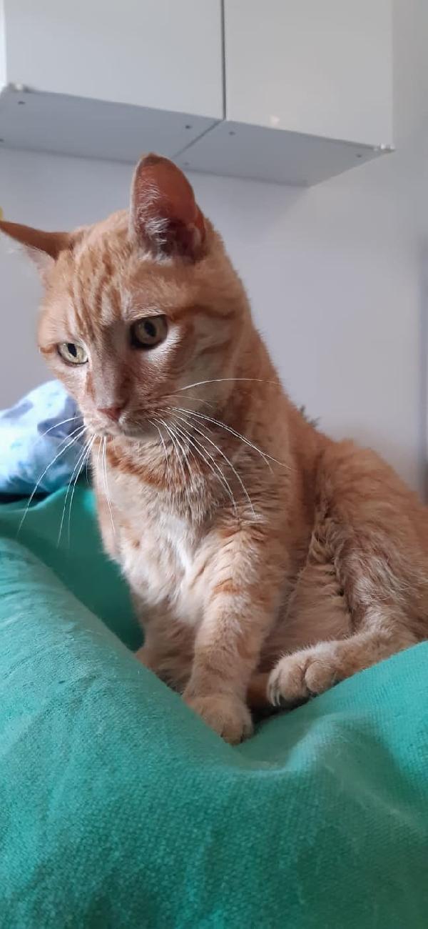 La Dolcissima Rossella Cerca Una Nuova Famiglia