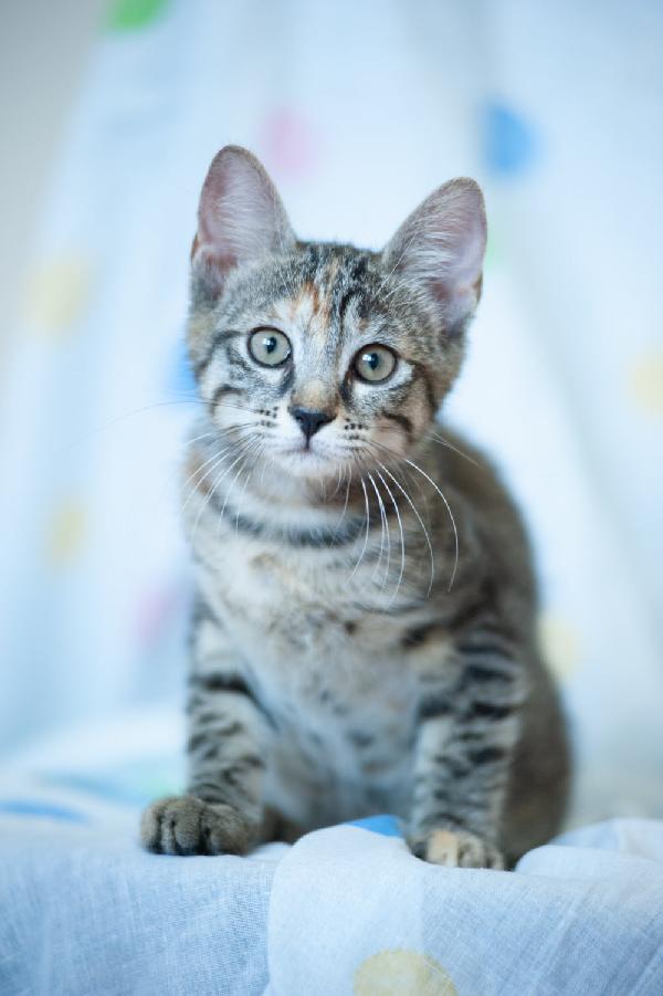 La Piccola Hope Cerca Una Famiglia