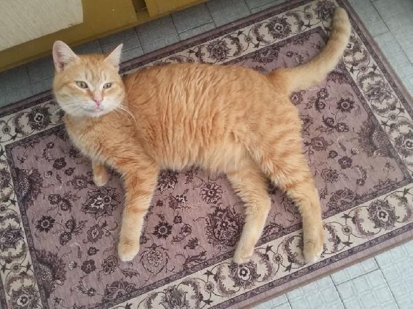  Linda: 3 Anni, Adozione Del Cuore 