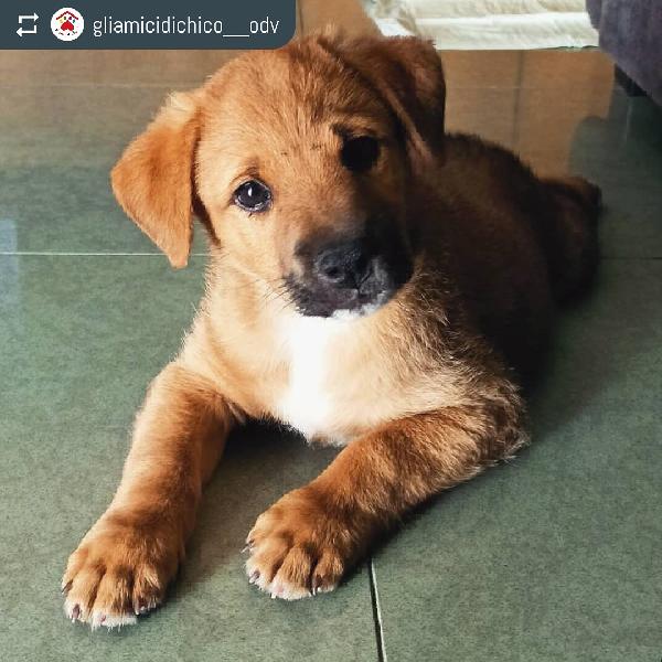 Phorthos, Taglia Media Contenuta!