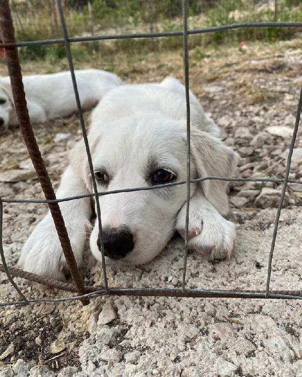 Belle, Taglia Media!