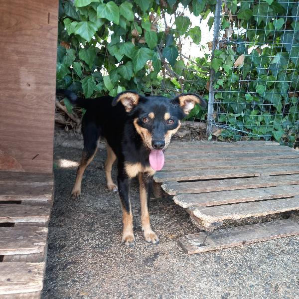 Merlino: Taglia Piccola, 1 Anno 