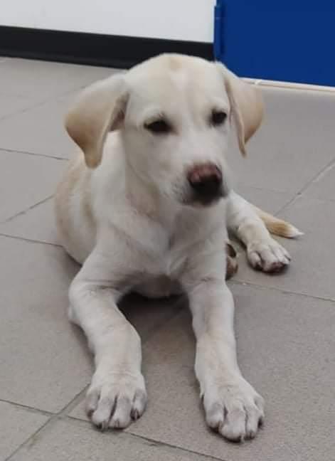 Kimba, Simil Labrador!