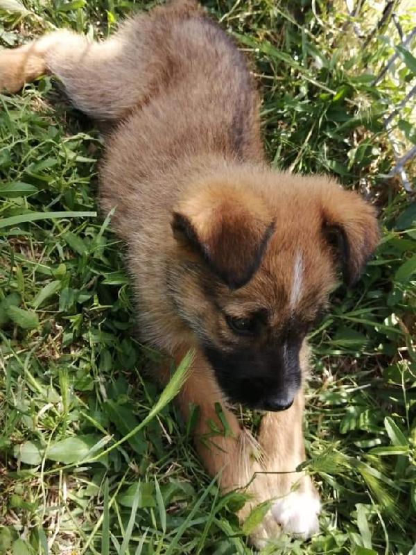 Cucciolo 3 Mesi Taglia Media 