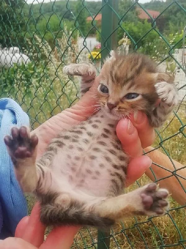 Il Tenero Mirtillo Cerca Casa