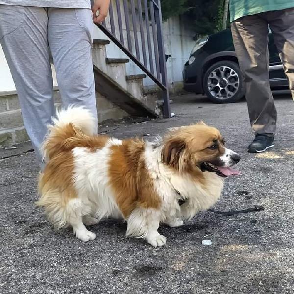 Laika,Taglia Piccola! (2 Anni)