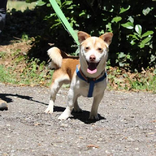 Baloo, Taglia Piccola! (7/8Kg)