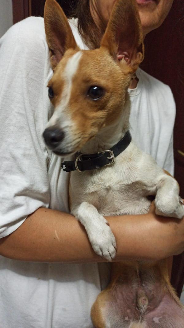 Pinscher 11 Mesi Cerca Nuova Famiglia 