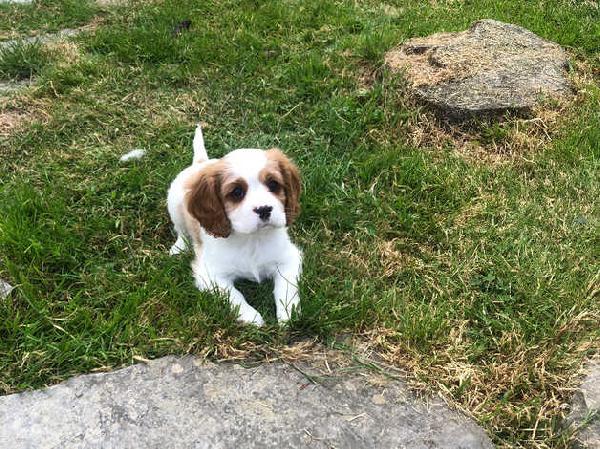 Cuccioli di cavalier king charles 