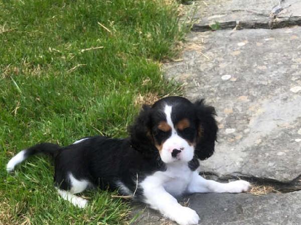 Cuccioli di cavalier king charles  - media 2