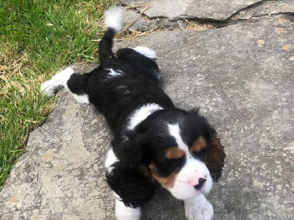 Cuccioli di cavalier king charles  - media 4