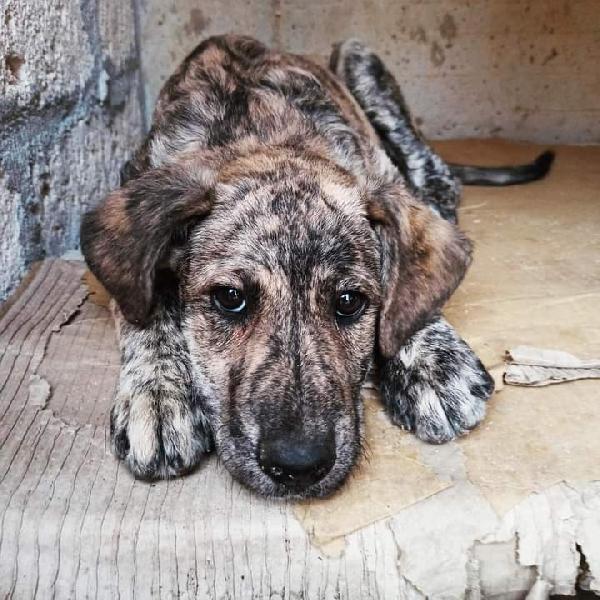 Tigro, Taglia Medio-Grande!