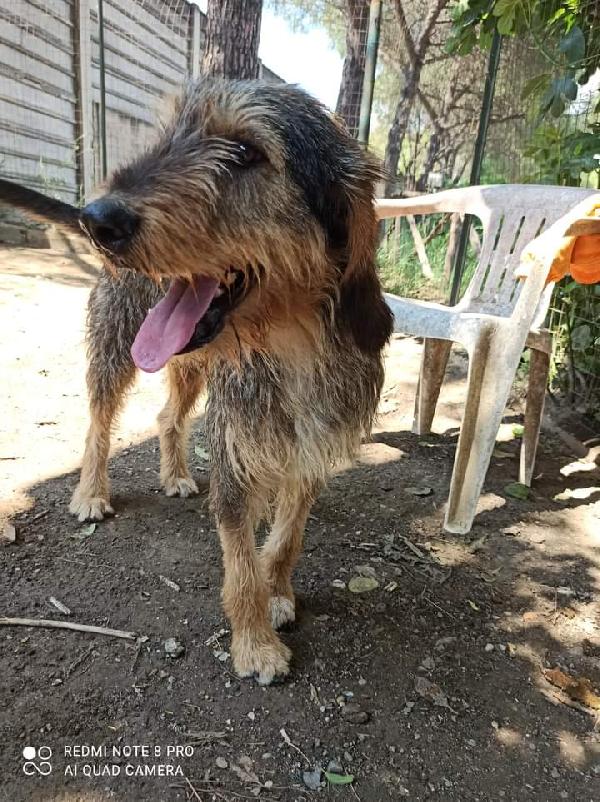 Plug, Taglia Media! (Spinoncino)