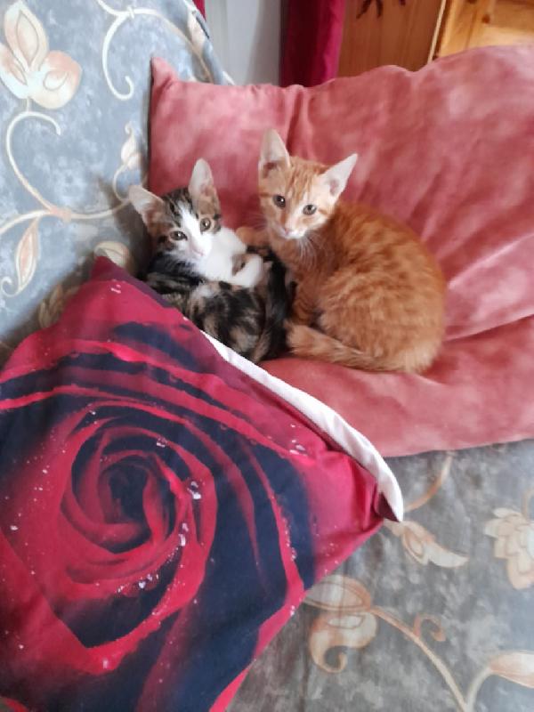 Ancora In Cerca Di Casa Insieme