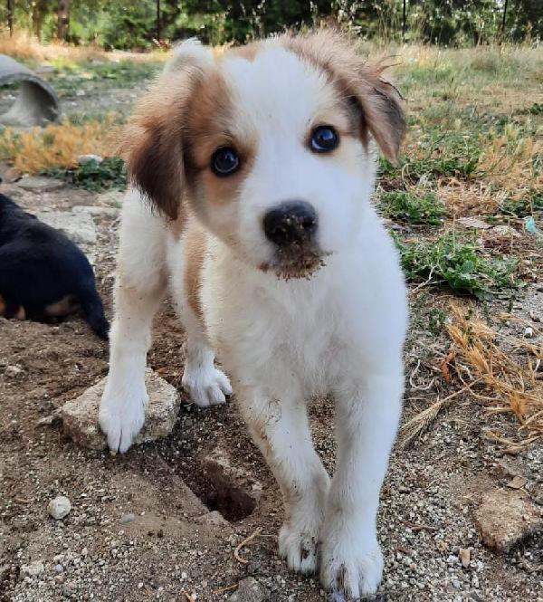  Nina: 2 Mesi Taglia Media 