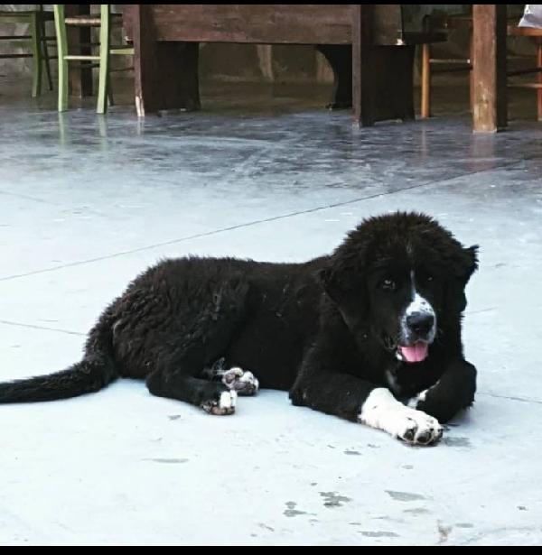  Aisha: Splendida Cucciolona Taglia Grande 