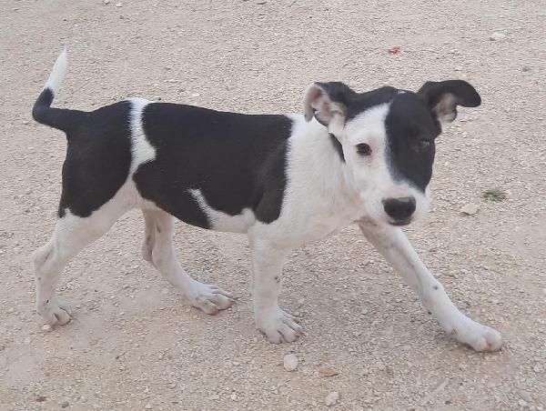  Violet: Cucciola Mix Pitbull 