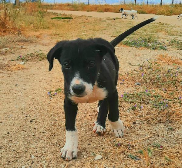  Black: Mix Molossino 2 Mesi