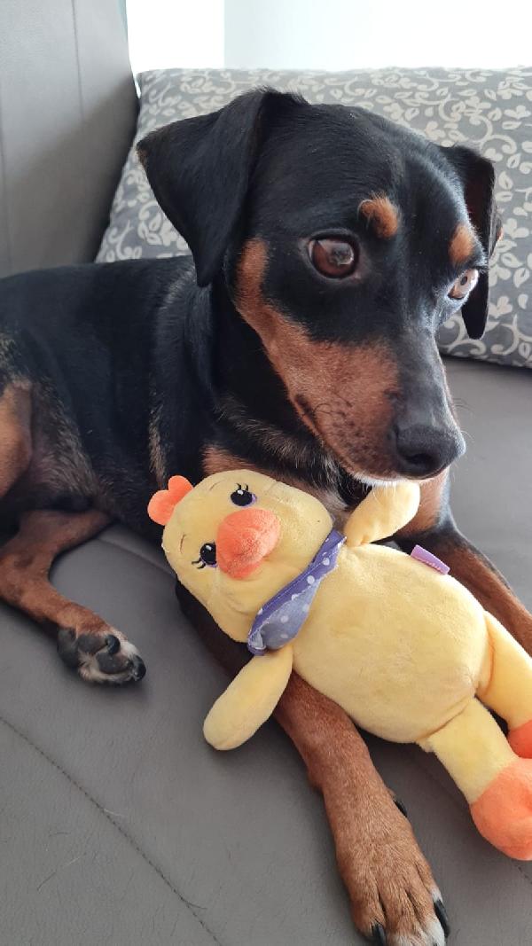  Oliver: Giovane Mix Pinscherino