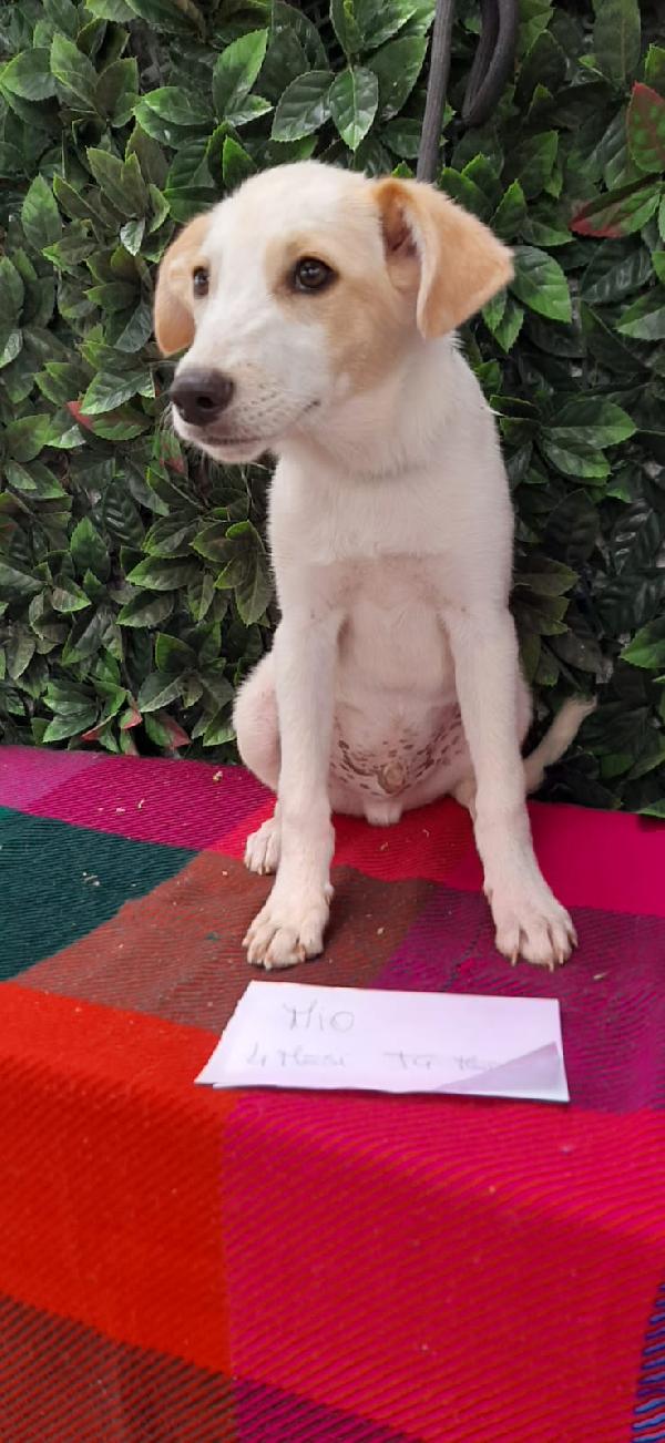 Mio, Cucciolo Di 4 Mesi Aspetta La Sua Favola