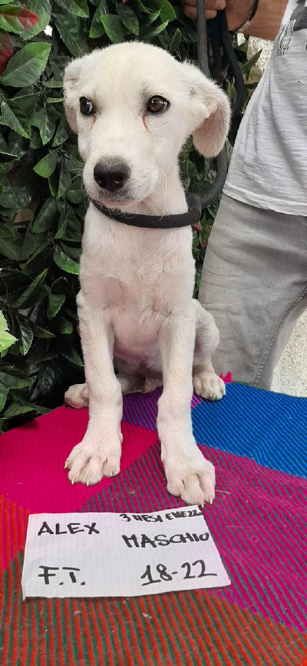 Alex Cucciolotto Di Pochi Mesi Aspetta Una Famiglia