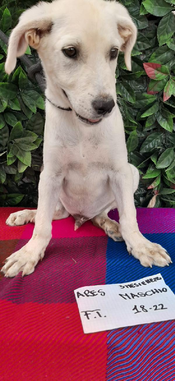 Ares Un Sogno Infranto 