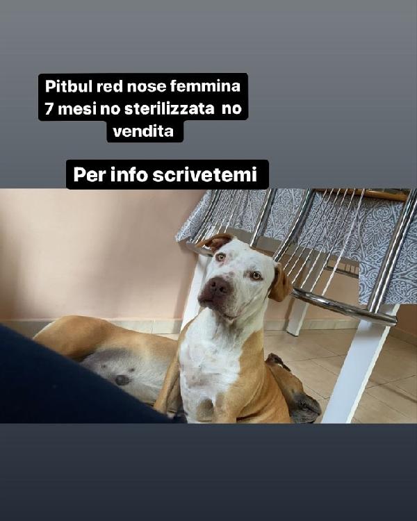  Pitbull Femmina! (7 Mesi)