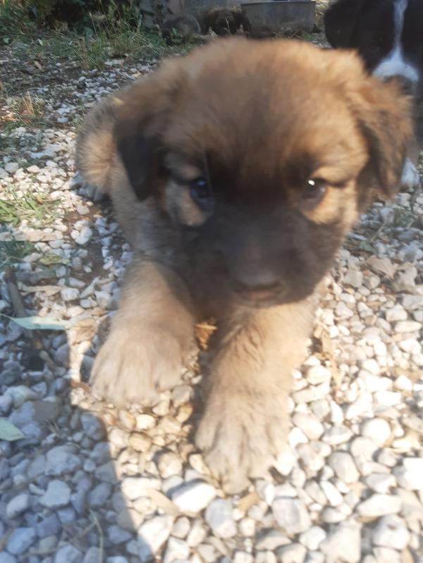 Cuccioli Mix Pastore Tedesco