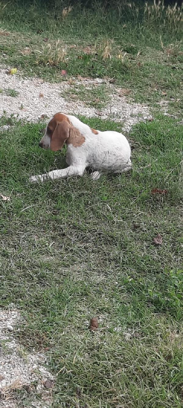  Cucciola Mix Breton/Bracco Cerca Adozione O Stallo 