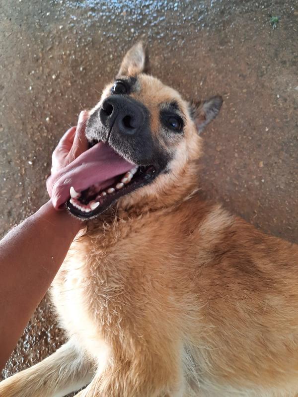 Martina: Giovane Pastorina Adozione O Stallo 