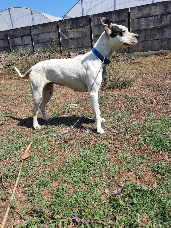  Elvira: Giovane Molossa Cerca Famiglia 