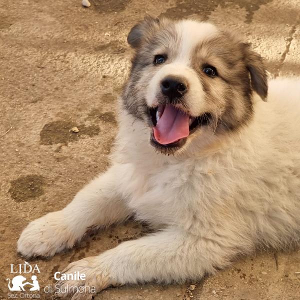 Cuccioli Taglia Medio Grande 