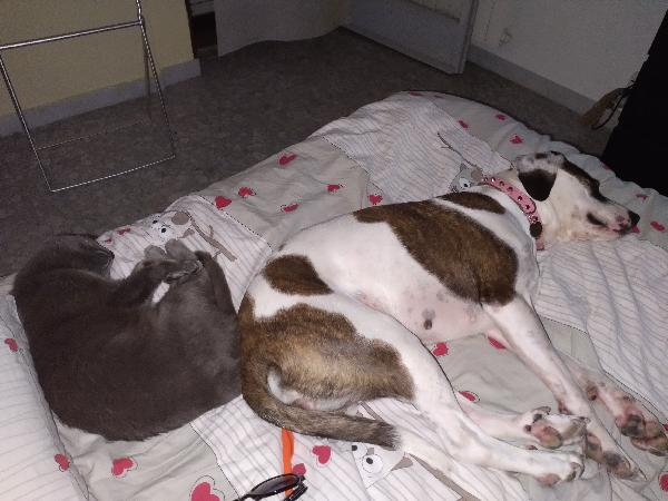 Tala cerca casa Foto 2